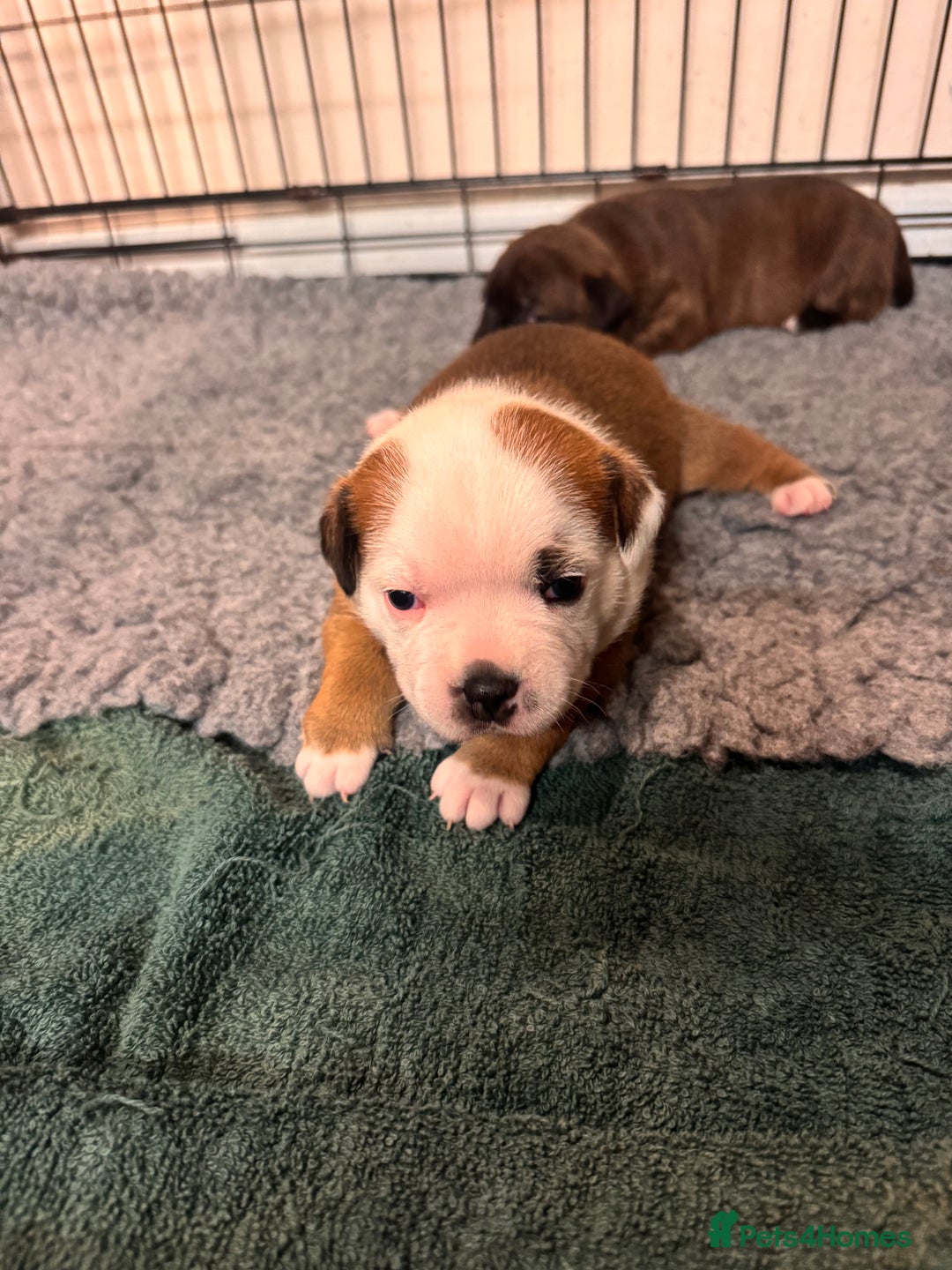 Staffordshire Bull Terrier dogs for sale: KC Staffordshire Bull Terrier - Image 3