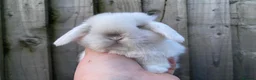 Mini Lop rabbits for sale: 🧡Gorgeous and friendly mini lop babies 🧡 - Advert 4