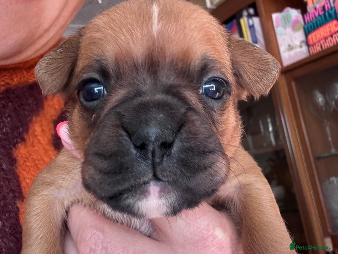 Boxer dogs for sale: 10 Boxer X Puppies - Ready 13th October - Image 21