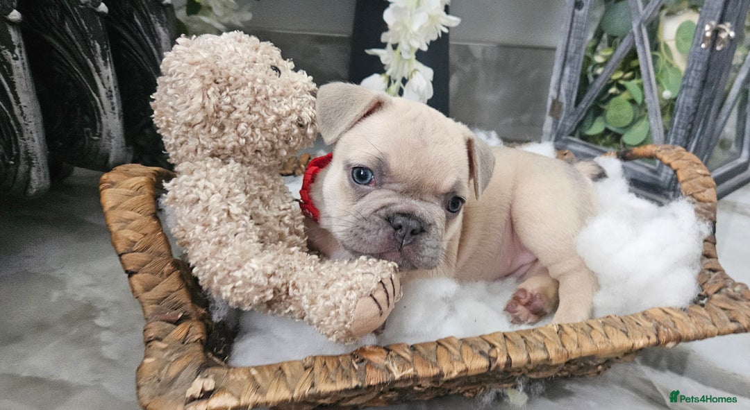 French Bulldog dogs for sale: French bulldog lilac/blue fawn  - Image 19