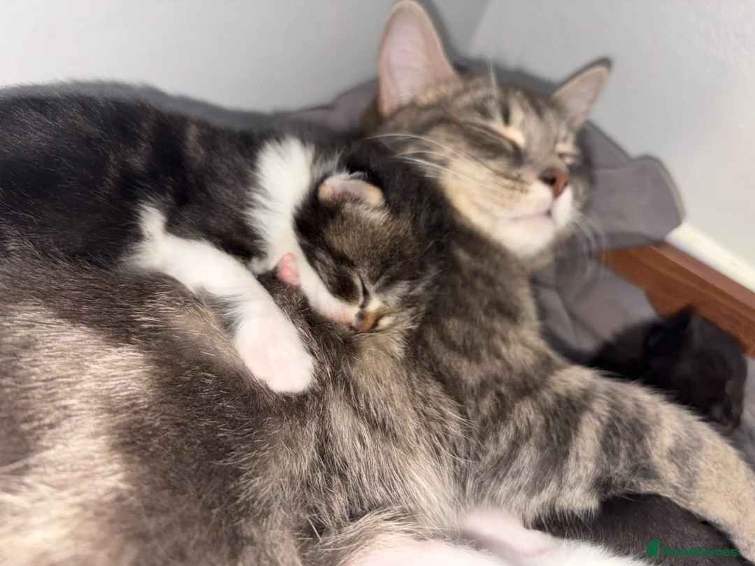 Mixed Breed cats for sale: Kittens ready for there new homes 23rd June❤️ in Gillingham - Advert 2