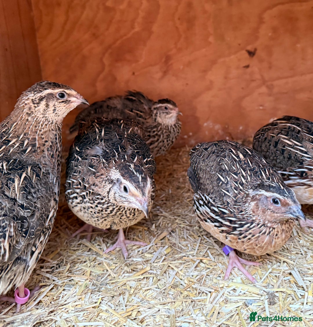 Quail poultry for sale: Jumbo Coturnix Quails  - Advert 1