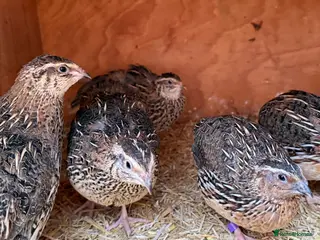 Quail poultry Jumbo Coturnix Quails - Advert 10