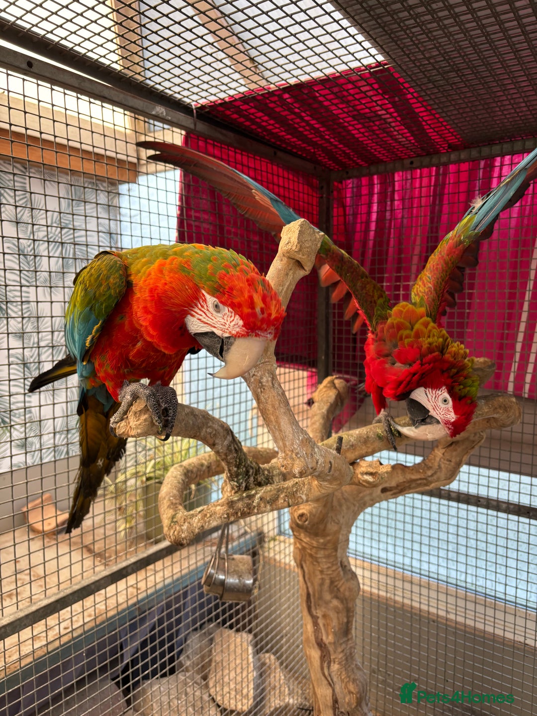 Macaws birds for sale: Tropicana x Jubilee pair of Macaws  - Advert 12