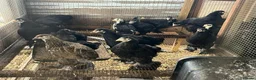 Chickens poultry for sale: Brahma and brahma x faverolles  in Emsworth - Advert 5