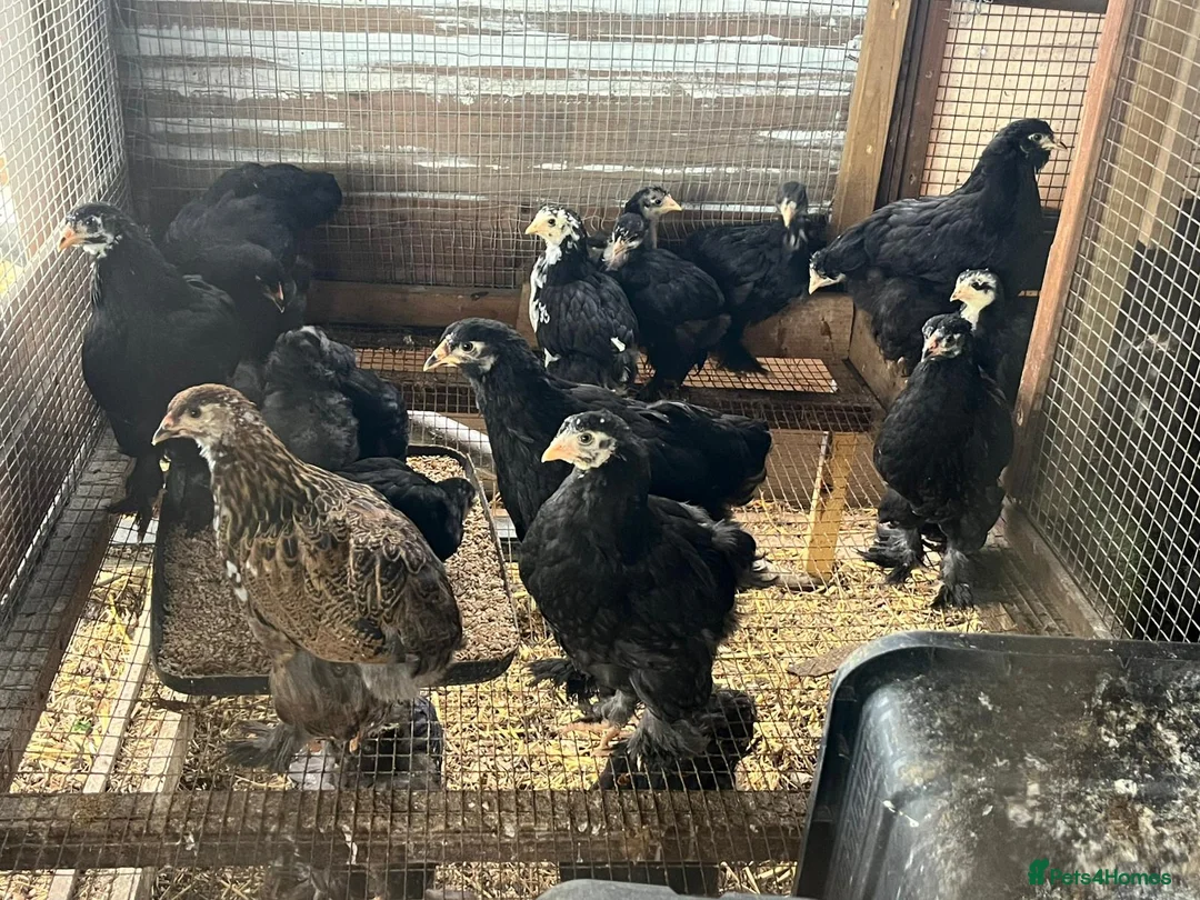 Chickens poultry for sale: Brahma and brahma x faverolles  in Emsworth - Advert 5