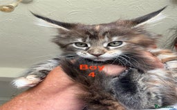 Maine Coon cats for sale: Beautiful Mainecoon Kittens x5 - Image 5