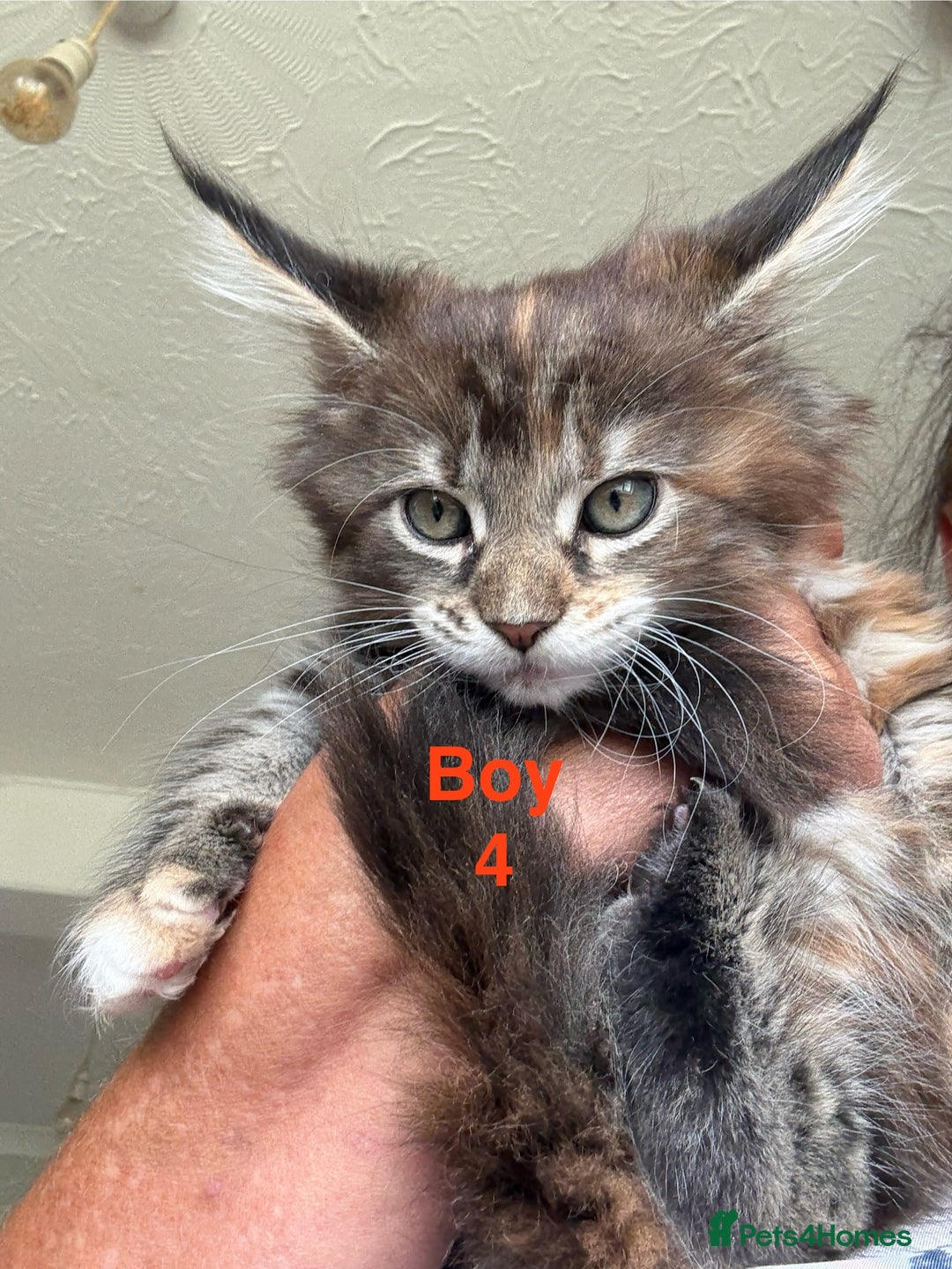 Maine Coon cats for sale: Beautiful Mainecoon Kittens x5 - Image 5