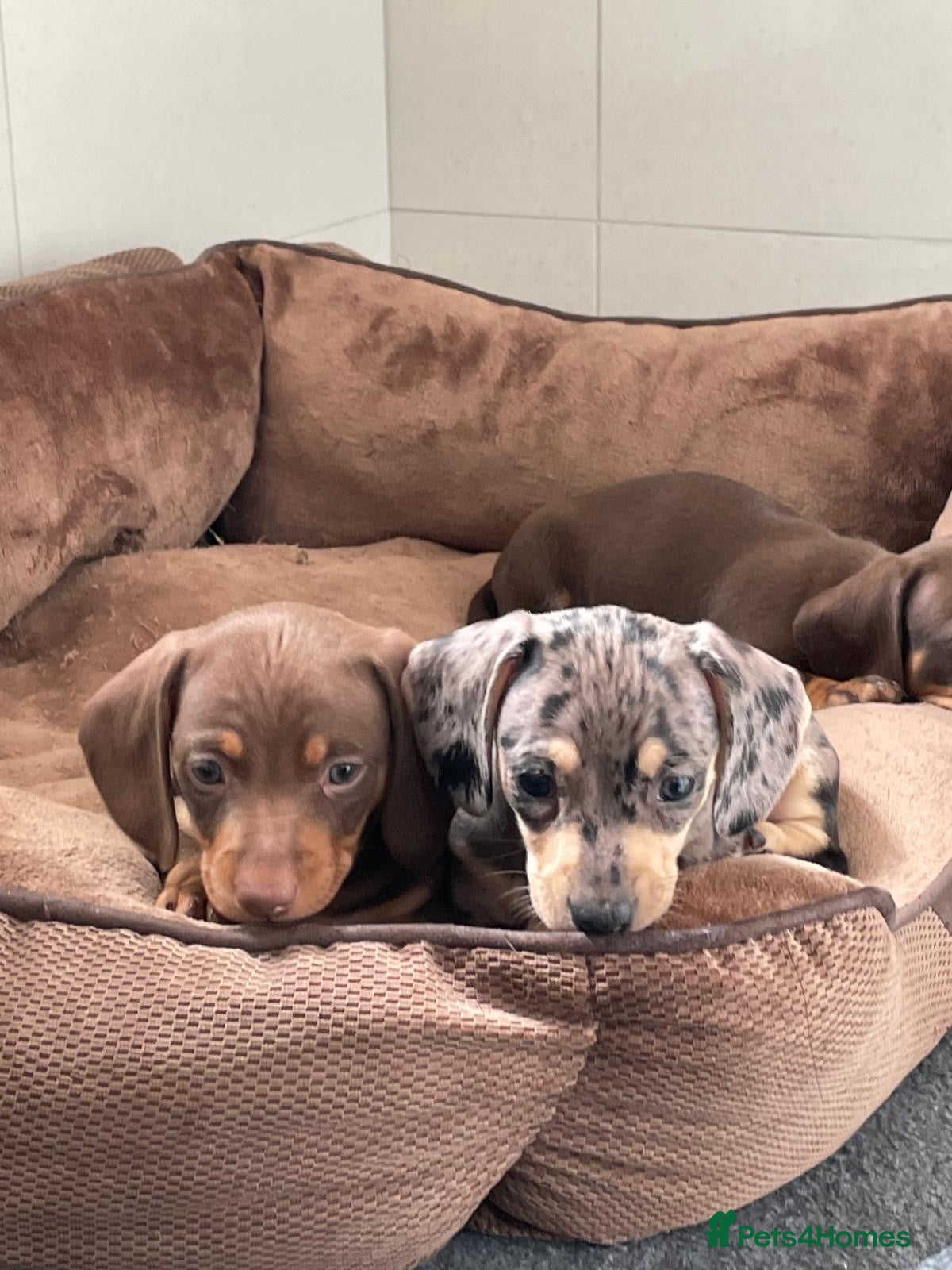 Dachshund dogs 4 Gorgeous Dachshund puppies for sale - Advert 1