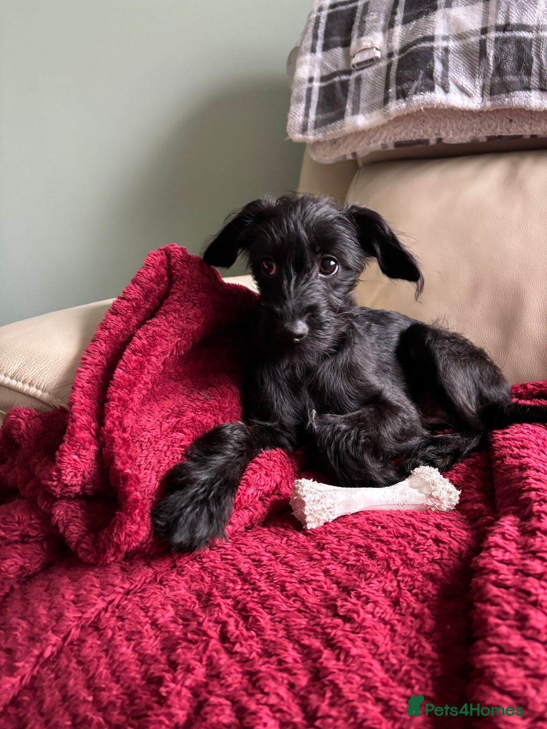 Mixed Breed dogs for sale: Bed Italian greyhound x miniature poodle  - Advert 6