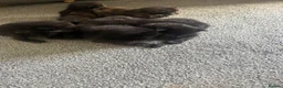 Mixed Breed cats for sale: 6 beautiful kittens  - Advert 3