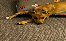 Lurcher dogs for sale: Loving 6Month Old Lurcher Puppy - Image 25