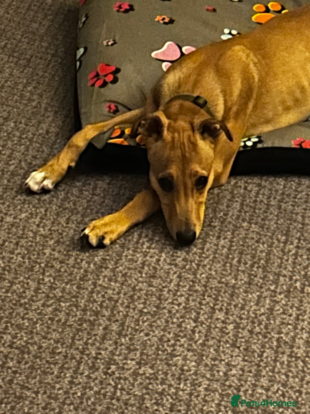 Lurcher dogs for sale: Loving 6Month Old Lurcher Puppy - Image 25