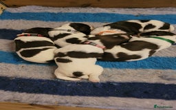 English Springer Spaniel dogs for sale: KC Working English Springer Spaniel puppies  - Image 19
