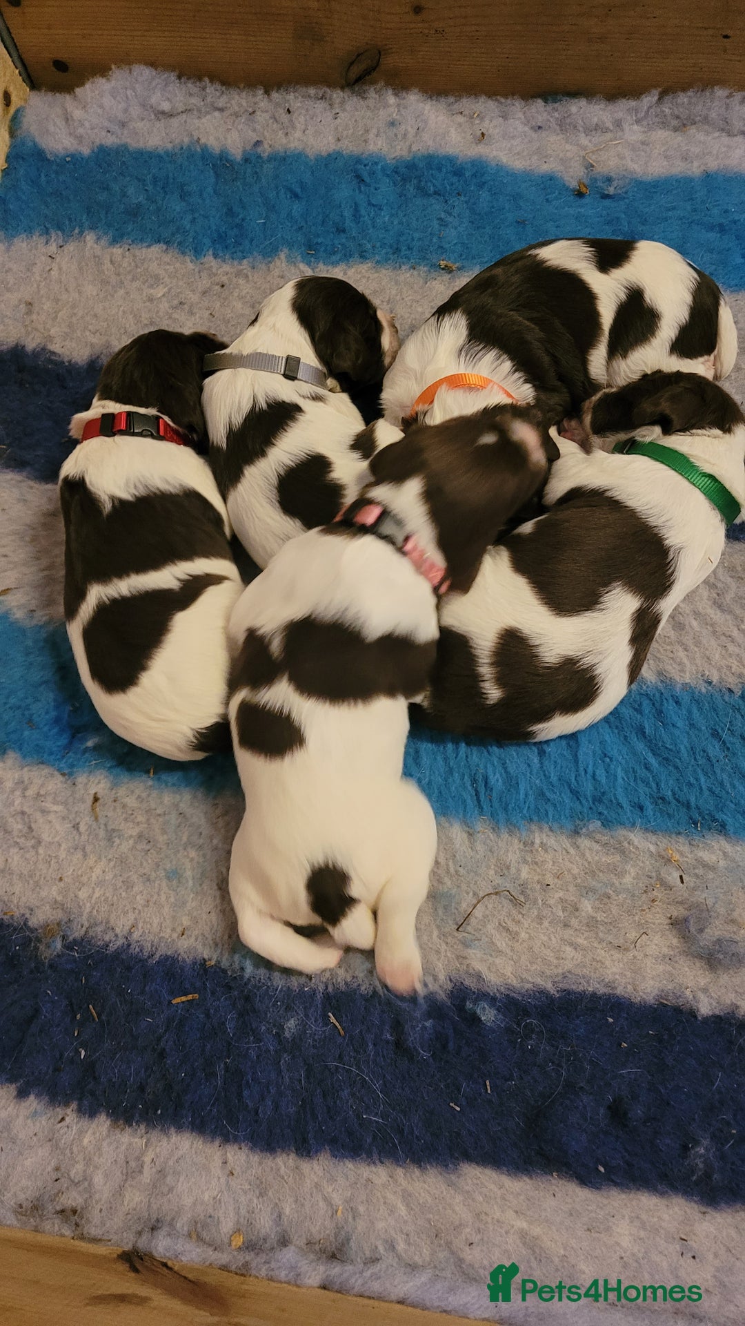 English Springer Spaniel dogs for sale: KC Working English Springer Spaniel puppies  - Image 19