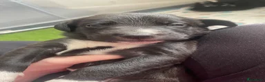 Mixed Breed Puppy 3