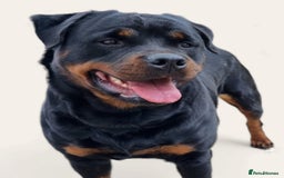Rottweiler dogs for sale: 4 pups left, extensively health tested parents - Image 12
