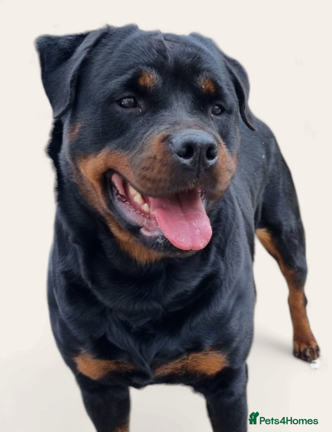 Rottweiler dogs for sale: 4 pups left, extensively health tested parents - Image 12
