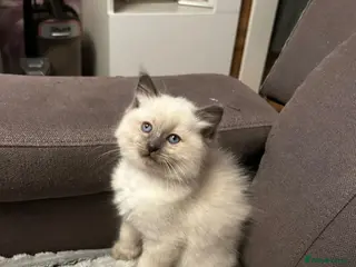 Ragdoll cats Kittens - Advert 8