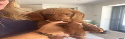 Labradoodle dogs for sale: Stunning red Labradoodle lovely temperament - Advert 6