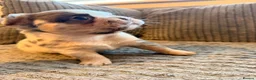 French Bulldog dogs for sale:  Open to offers Beautiful French Bulldog  - Advert 26