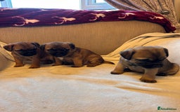 Border Terrier dogs for sale: Border terrier puppies for sale  - Image 20