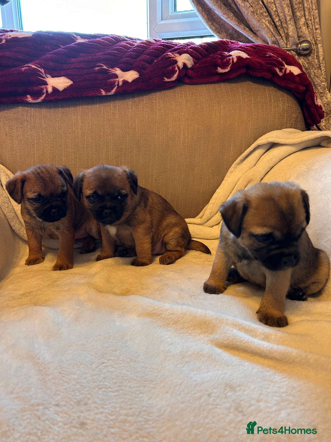 Border Terrier dogs for sale: Border terrier puppies for sale  - Image 20