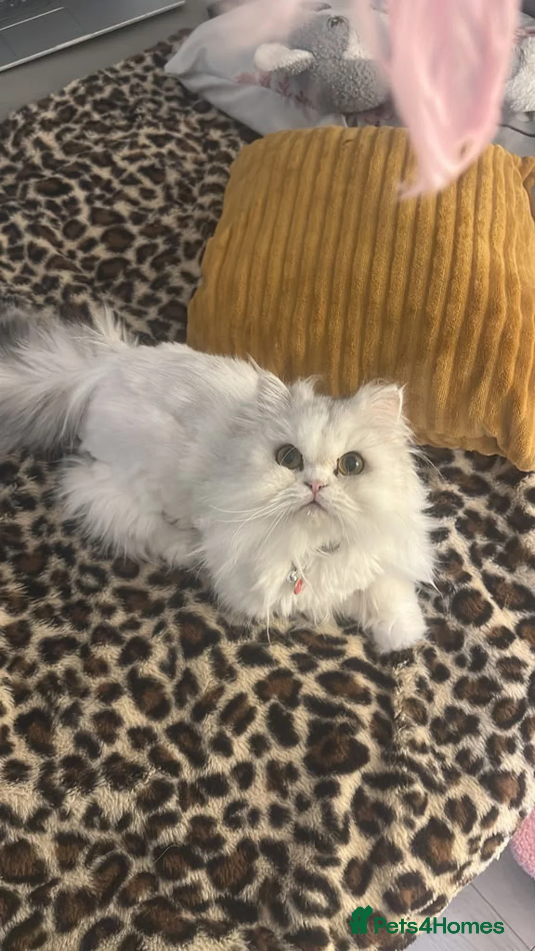 Persian cats for sale: Sweet girl looking for new home - Advert 2