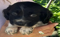 English Setter dogs for adoption: Setter x pups  - Image 13