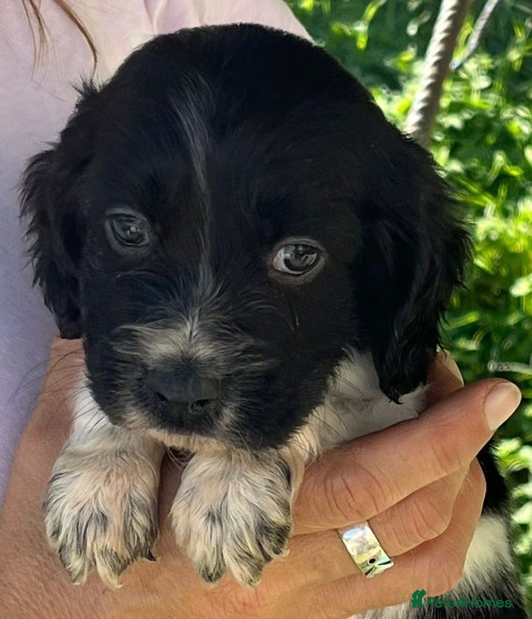 English Setter dogs for adoption: Setter x pups  - Image 13