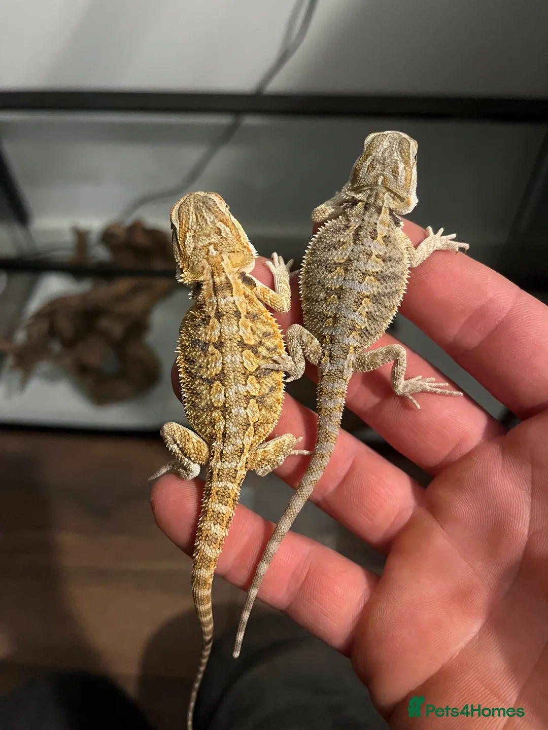 Bearded Dragon reptiles for sale: Baby Bearded Dragons available- 8 weeks old 5 LEFT - Advert 8