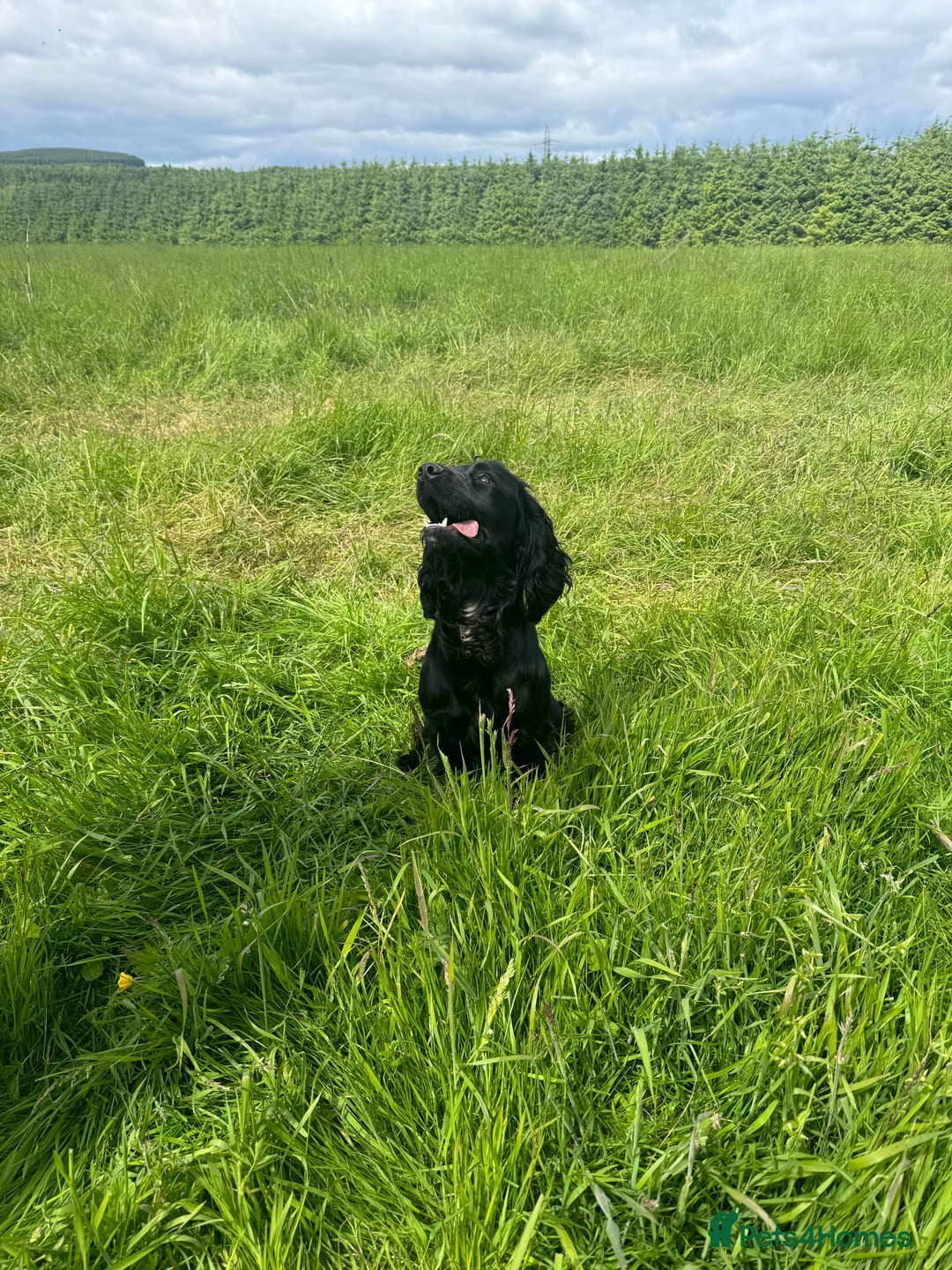 Cocker Spaniel dogs for sale: Cocker spaniel - Image 3
