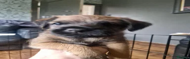 Border Terrier 2