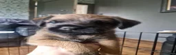 Border Terrier dogs for sale: Border Terrier Puppies - Advert 3