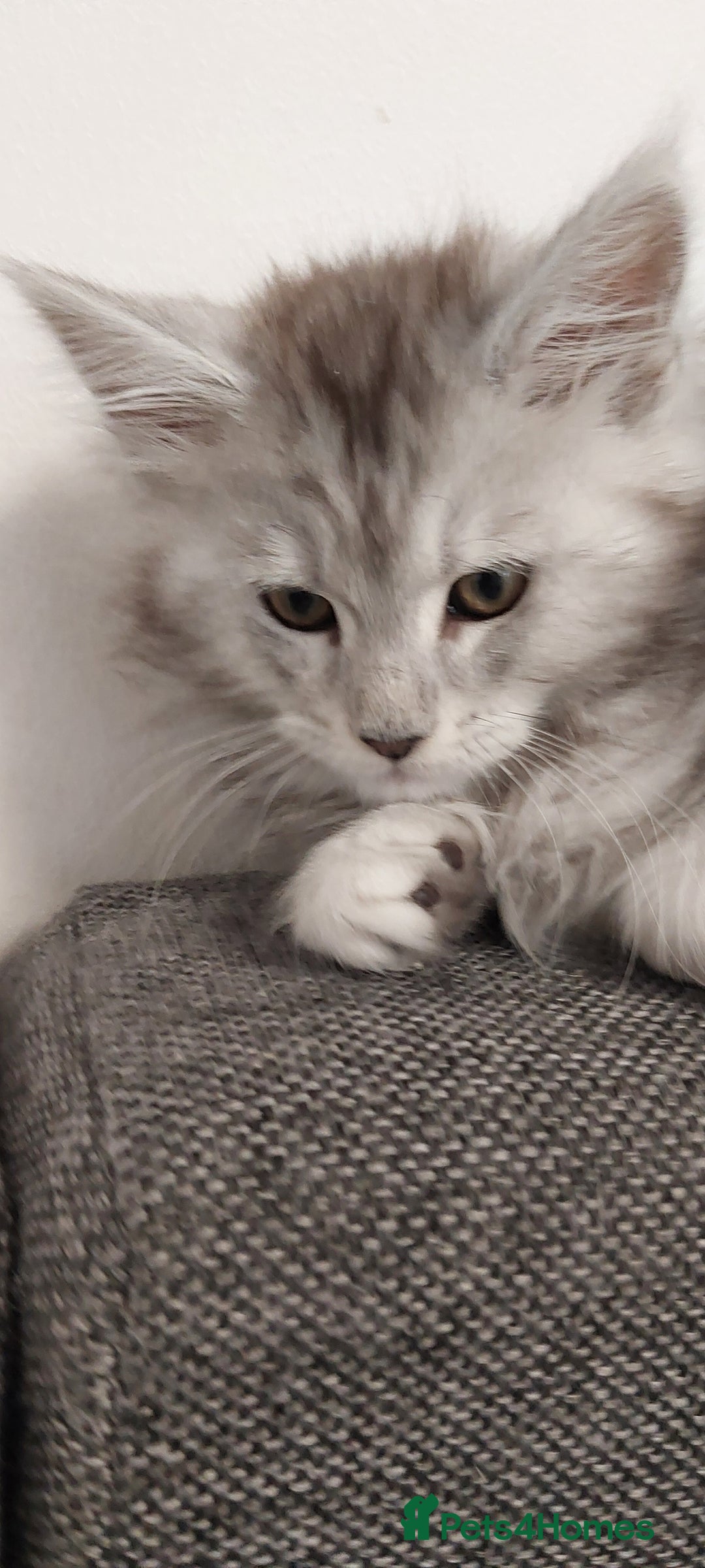 Maine Coon cats for sale: 🐈🐈🐈7 Amazing Maine coons🐈🐈🐈 - Advert 9