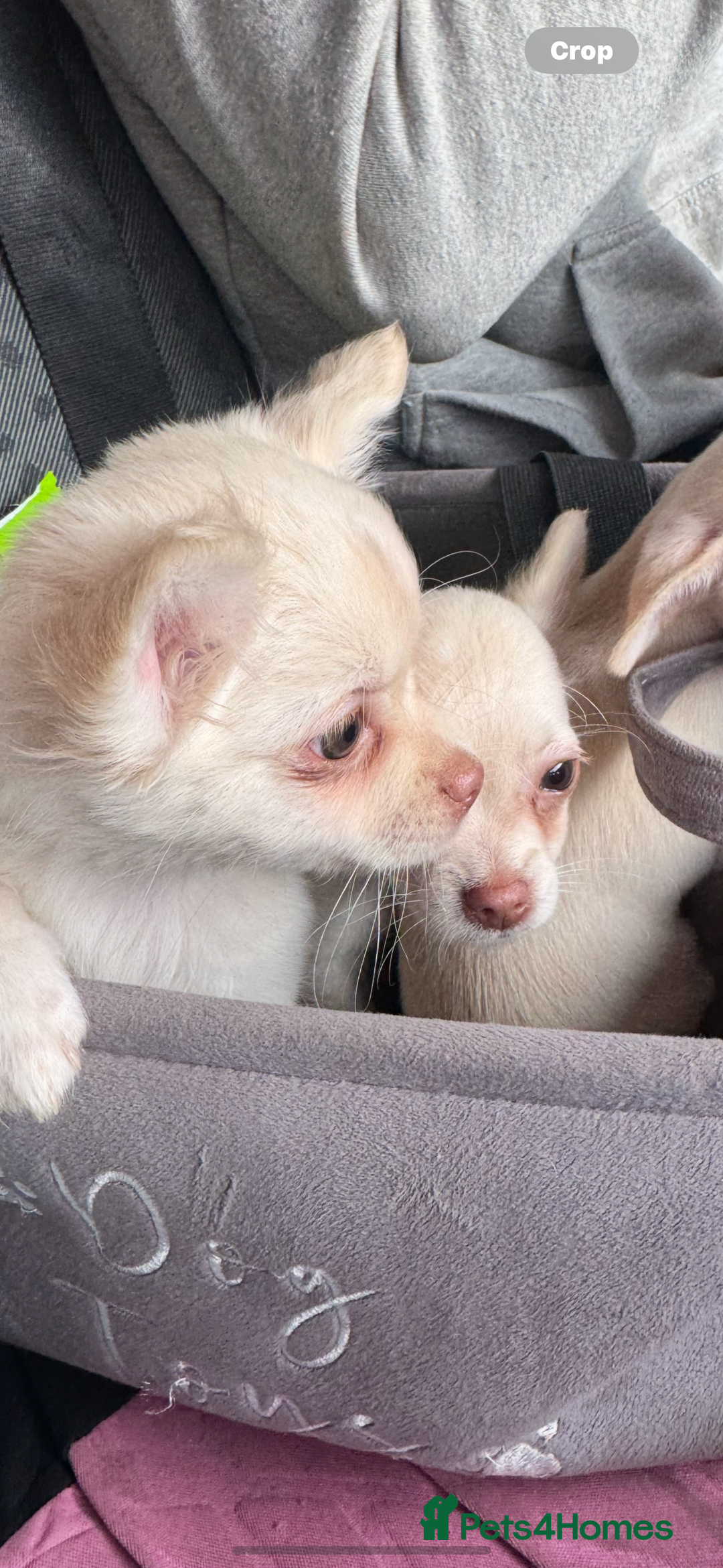 Chihuahua dogs for sale: Double chocolate platinum baby’s READY TO LEAVE  - Image 27