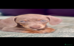 Miniature Dachshund dogs for sale: Beautiful Isabella tan puppies for sale  - Image 3
