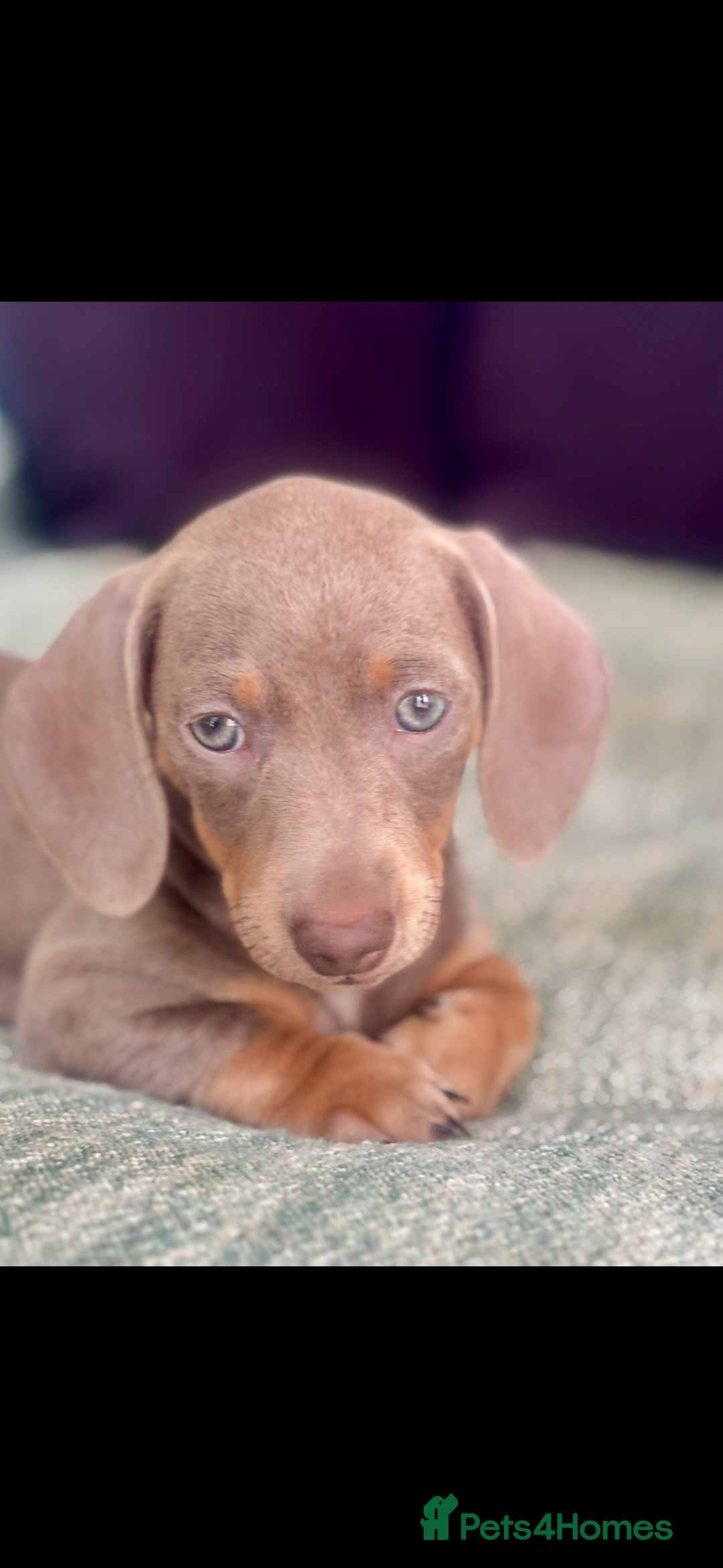 Miniature Dachshund dogs for sale: Beautiful Isabella tan puppies for sale  - Image 3