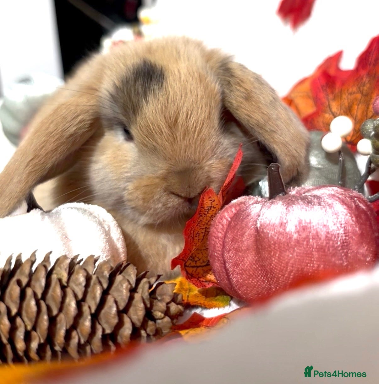 Mini Lop rabbits for sale: Old advert using  🌸🌸Mini lopBoy 🌸🌸 - Advert 1