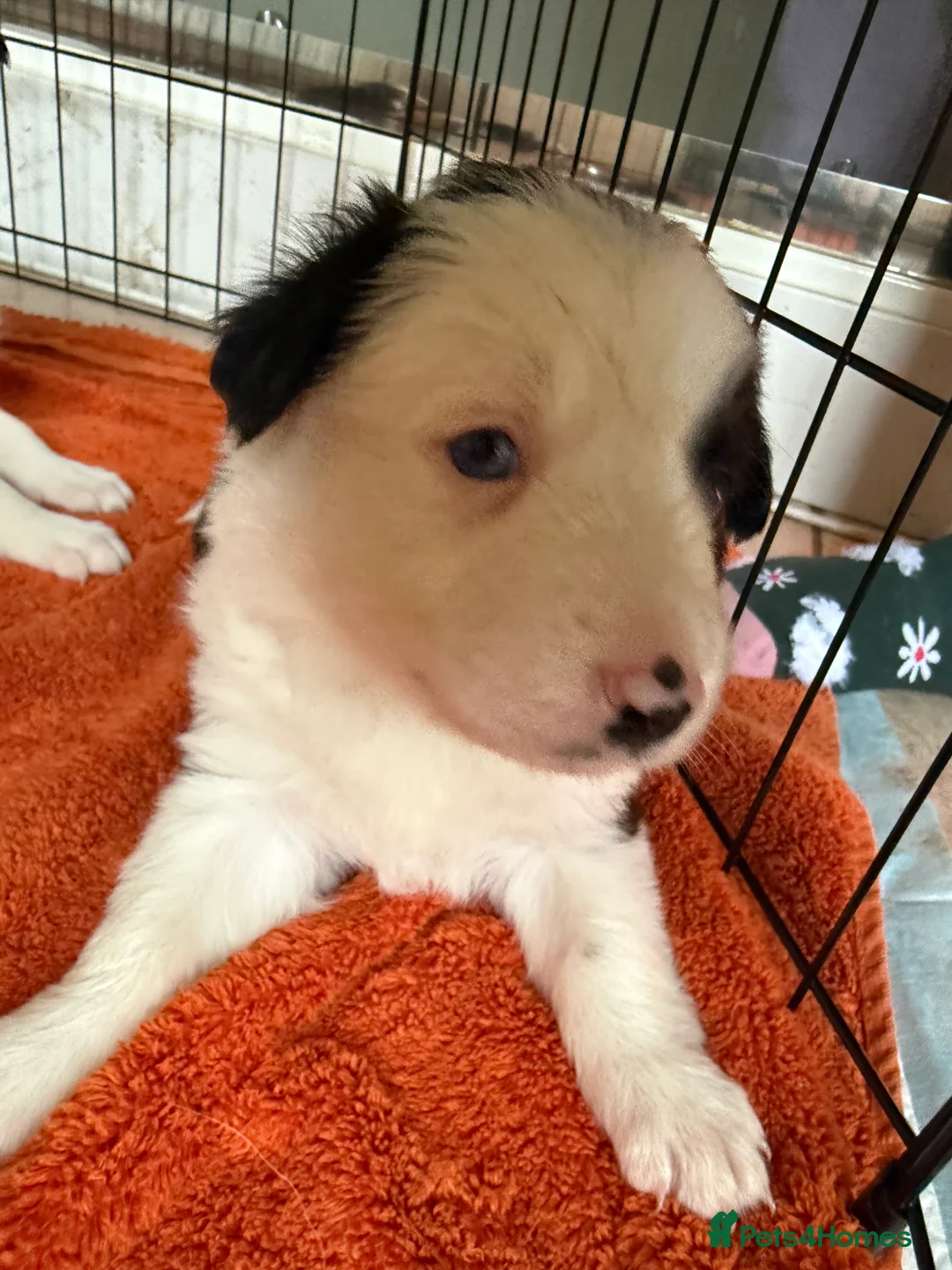 Border Collie dogs for sale: Border collie puppies seeking working/active homes - Advert 21