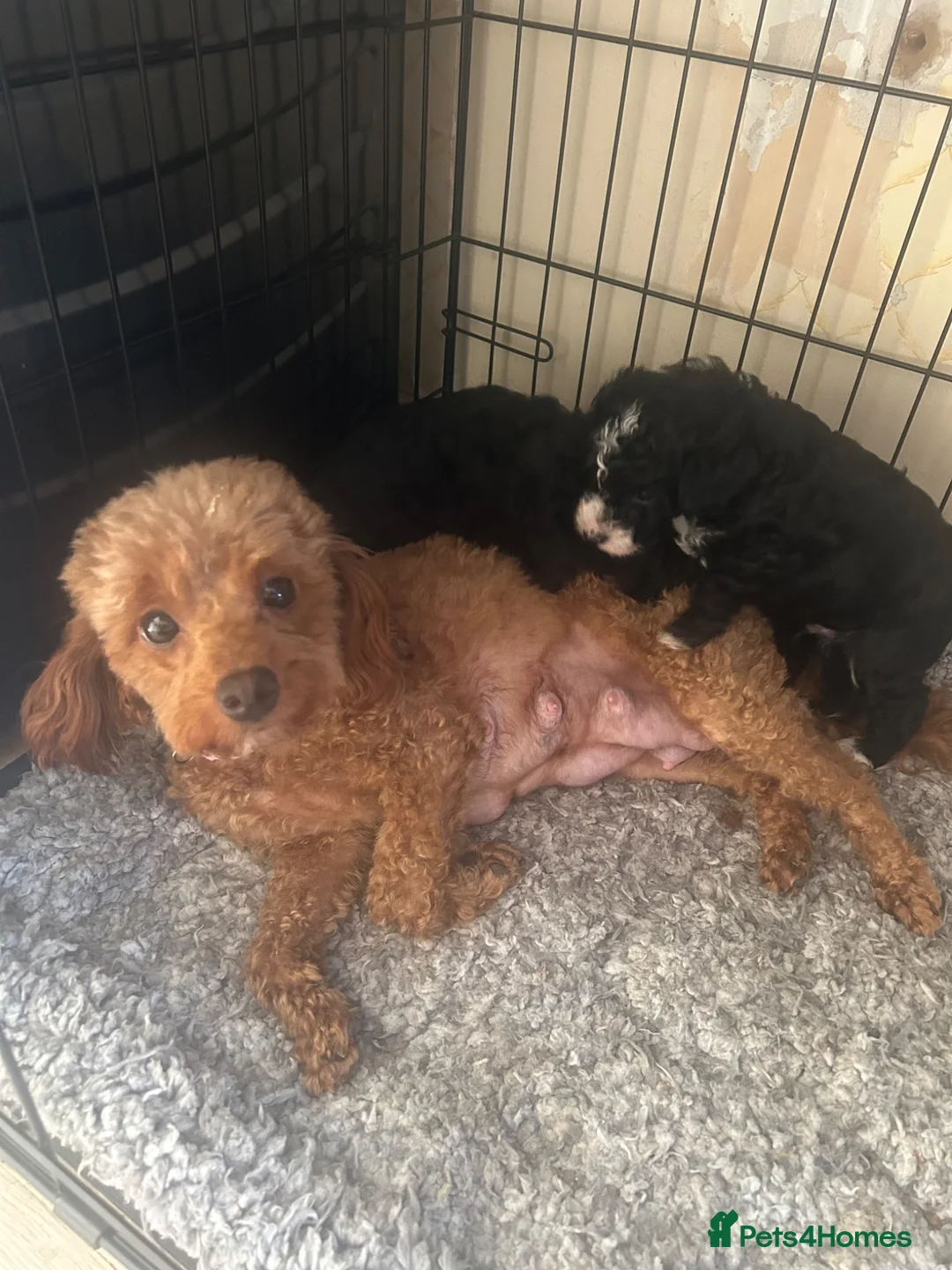 Cavapoo dogs for sale: Gorgeous black toy cavapoo puppies - Advert 12