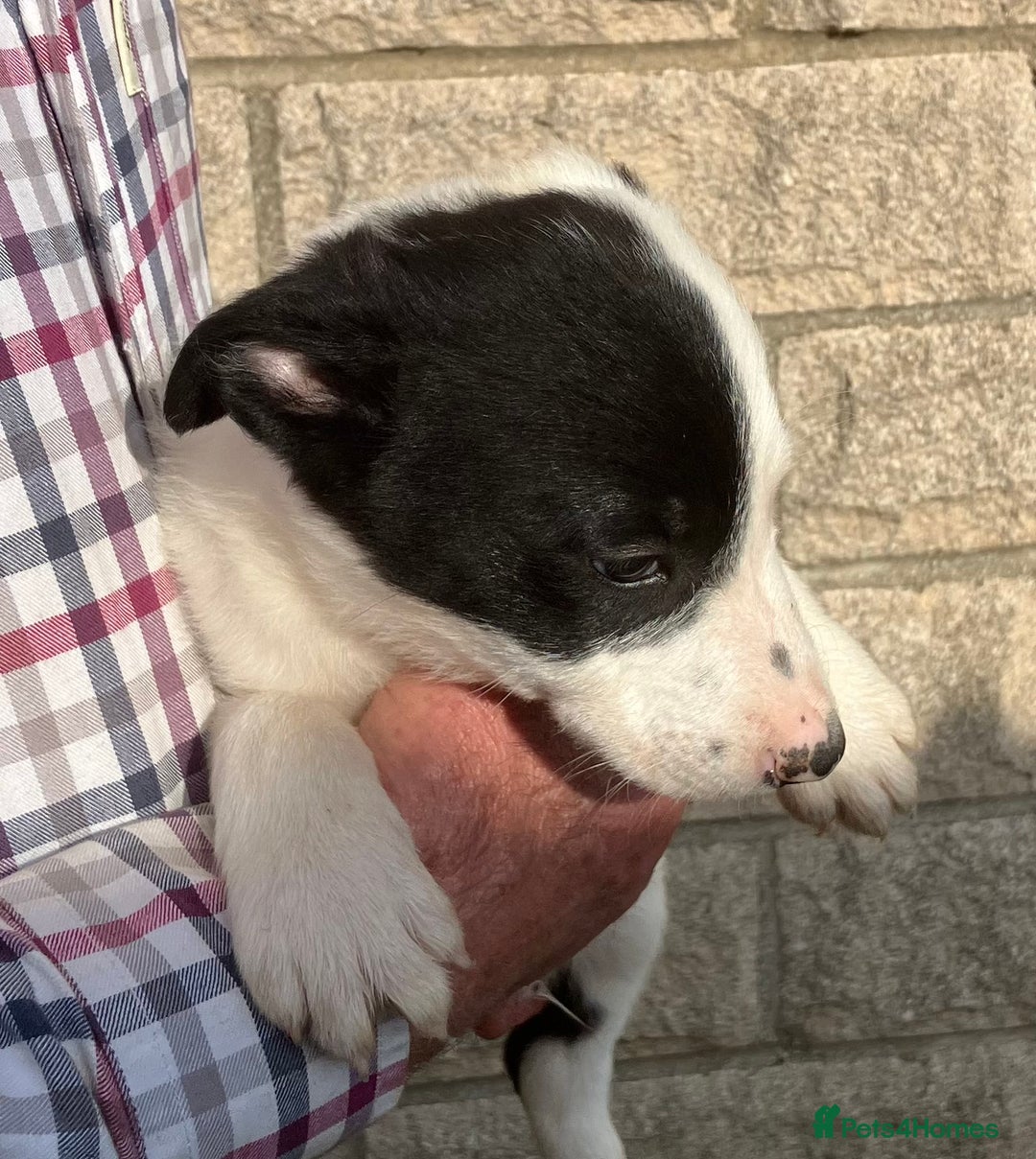 Border Collie dogs for sale: Pure border collies ready now  - Image 29