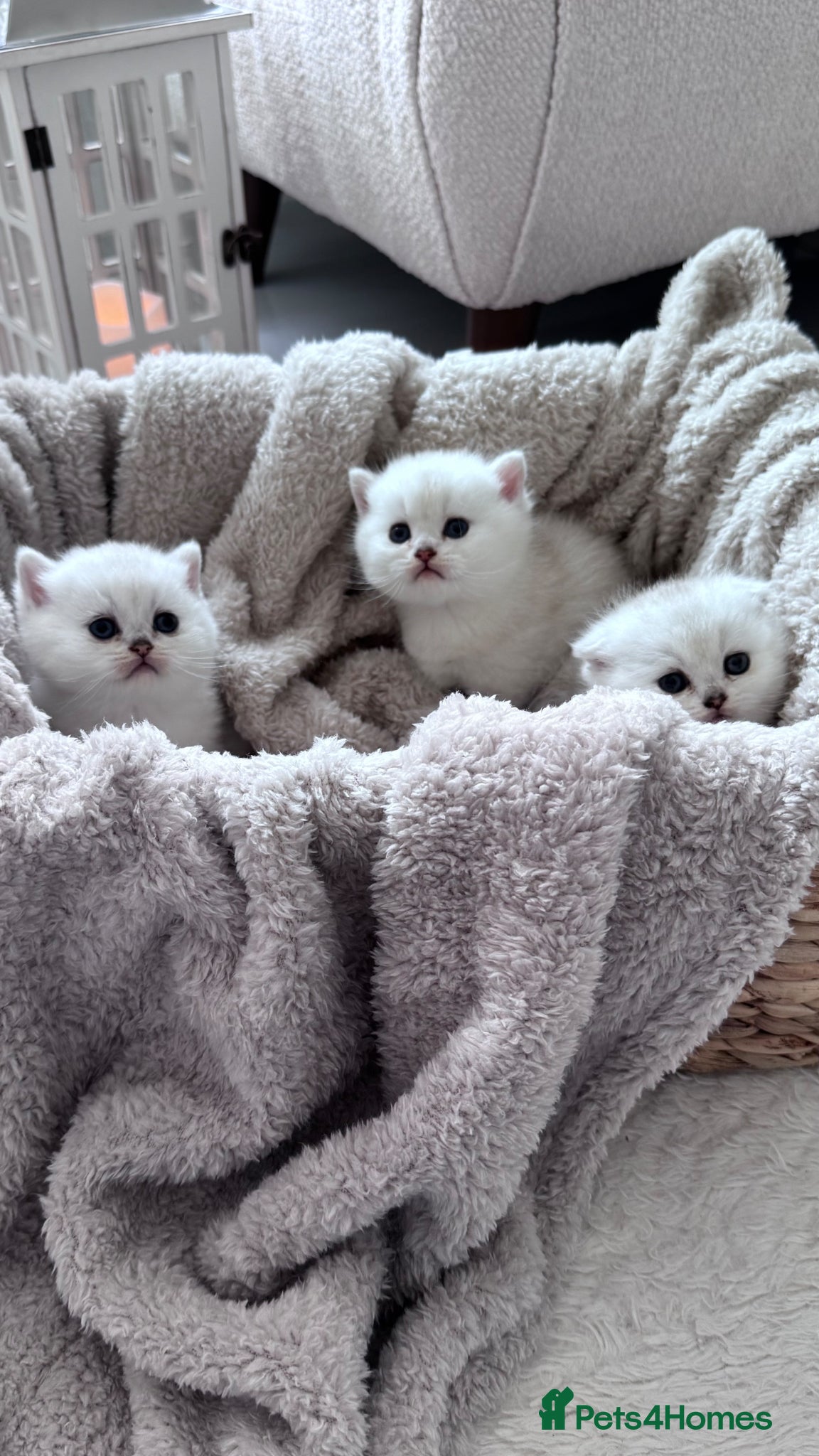 Scottish Fold cats for sale: Adorable Friendly Scottish Folds/Straights !! - Advert 4