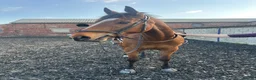 Irish Thoroughbred horses for sale: 16hh 5year old tb bay friendliest horse around  - Advert 6