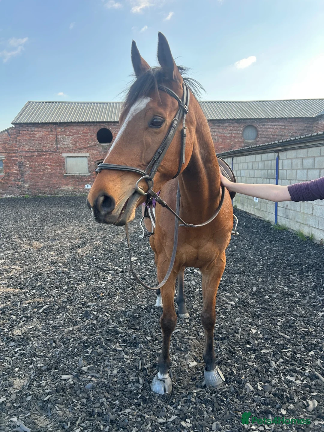 Irish Thoroughbred horses for sale: 16hh 5year old tb bay friendliest horse around  - Advert 6