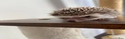 Pygmy Hedgehog rodents for sale: Ready now - Female Pygmy Hedgehog - Advert 16