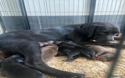 Labrador Retriever dogs for sale: KC registered Labrador pups ready October  - Image 10