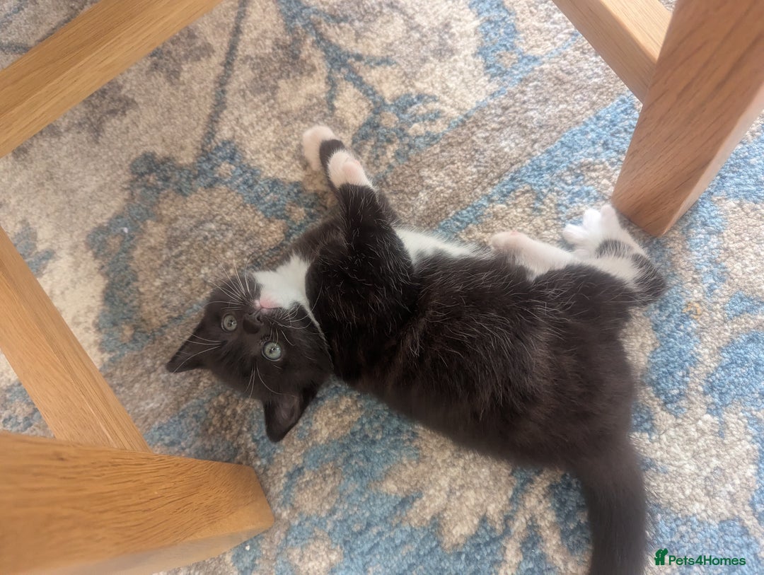 Mixed Breed cats for sale: 2 Sisters 1 Tabby and 1 Tuxedo Persian Mix - Image 9