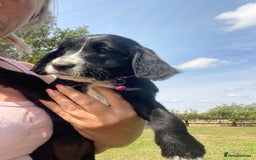 Mixed Breed dogs for sale: Last girl Ready to go Rare Dalmadoodle puppies 🏡 - Image 12