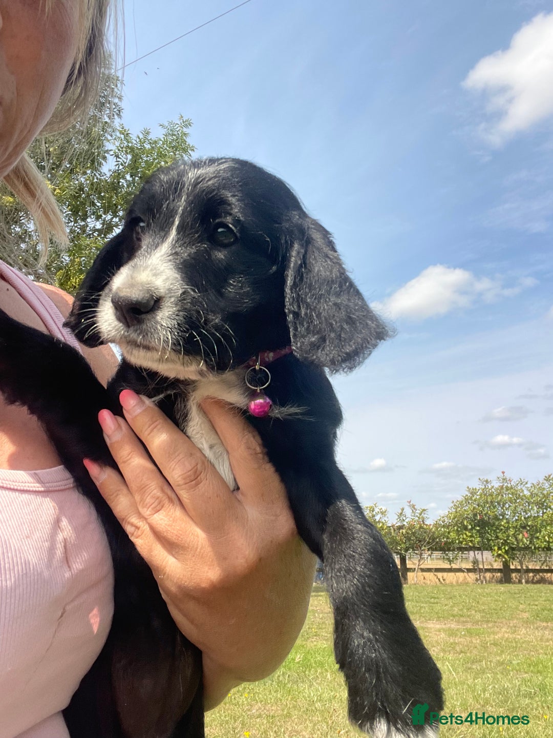 Mixed Breed dogs for sale: Last girl Ready to go Rare Dalmadoodle puppies 🏡 - Image 12